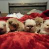 Ragdoll/Ragamuffin Kittens