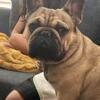 French Bulldog Adult Male rehoming