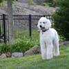 AKC White Poodle Stud Health Tested