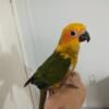 Young sun conure for sell