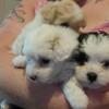 Mini Chi-poo puppies