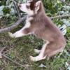 # 2 AKA TWIN The Siberian Husky puppy puppy