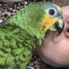 Amazon parrot male for rehiring