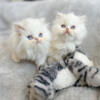Persian kittens white blue eyed females