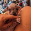Boy Chi-Chi pups Available