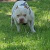 American bully stud searching for some females