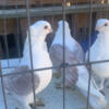 satinette owl pigeon Available and different birds