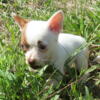 CKC Chihuahua Puppy Beautiful Female