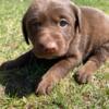Chocolate lab female AKC MOTHERS DAY SALE