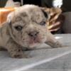 Frenchie litter starting at $3000