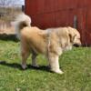 11 momth old male Anatolian/Great Pyrenees