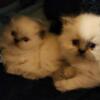 Sweet Doll Face Persian Kittens