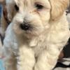 Maltipoo puppies ready for pick up 5/18