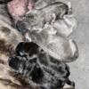 Adorable Gray Cane Corso Pups