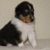 New litters Collie Puppies