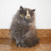 Persian Jewel Kitten #4