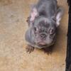 For  sale French bull dog