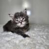 Maine Coon Kittens European import lines