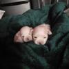 Tiny Teacup boys fullbreed Maltese puppies