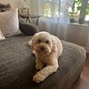 Toy Poodle looking for a forever home.