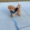 teacup toy maltipoo For Sale!