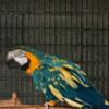 Looking for Blue and Gold Macaw