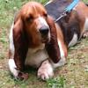AKC Basset Hound Puppies Coming Soon Expected Birth Date End of June 2024