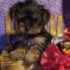 Yorkie puppies. Ready for new homes