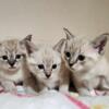 Beautiful Ragamese Kittens