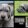 Great Dane Puppies Blue ckc registered. Hurry only 3 male puppies left. Gowen, Mi.