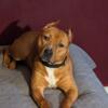 American Staffordshire Terrier - Young Female