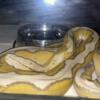 Orange Glow Motley Sunfire Reticulated Python