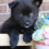 Pomsky Puppies for Sale - New Castle Indiana