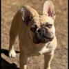 Adult Female Frenchie AKC Ventura County