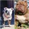 Exotic Bully Male Pup