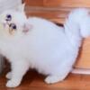 Persian kitten  from $499 Tampa Bay Area  sale adoption delivery