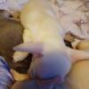 Chihuahua puppies male and female ready for their home