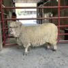 Southdown Babydoll Sheep