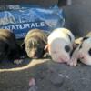 Bully pups no papers