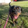 AKC registered Pure breed Rottweiler  for sale