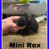 Mini      rex       Rabbits