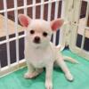 AKC Chihuahua Smooth Male So Handsome