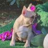 Beautiful Fawn French Bulldog Puppy