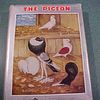 The Pigeon Book by Levi