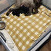 Standard poodle pups taking deposits will be ready April