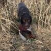 German wirehaired pointers ready for new home June 2