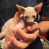 Sphynx Kitten - Male - Ready 5/17/24!