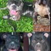 American micro bully pups for sale