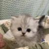 Stunning Ragamuffin Kittens - Registered