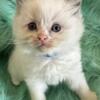 Ragdoll Male Kitten, TICA  Registered